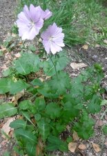 Une mauve, mais laquelle ?