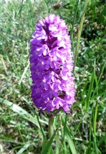 Orchidée pyramidale