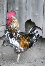 Coq "sabelpoot citronné" (sous réserve)
