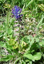Muscari à toupet