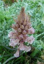 Orobanche du panicaut