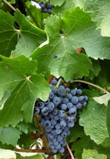 Raisin cépage Cabernet franc