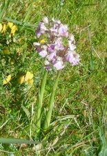 Orchis guerrier (orchis militaris)