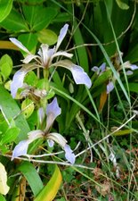 Iris fétide