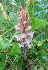 Orobanche du panicaut