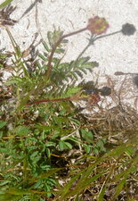 Petite pimprenelle (Sanguisorba minor)