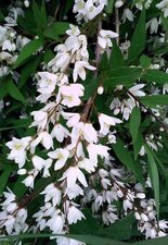Deutzia gracile (grêle)