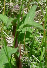 Scrophulaire aquatique