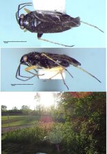 Chlamydatus associatus