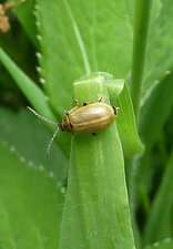 Alleculide Cteniopus flavus.