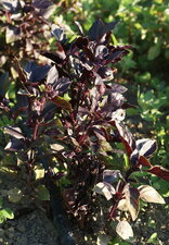 Basilic pourpre