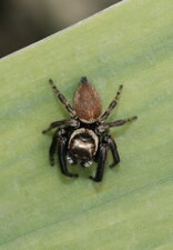 Salticidé sp.