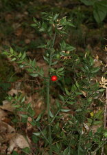 Fragon piquant