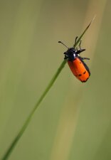 En direct des Championnats du Monde de saut à la perche...