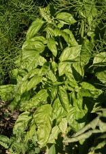 Basilic à grandes feuilles