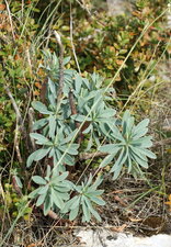 Euphorbe characias