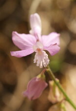 Polygala
