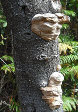 Phellinus (à confirmer)