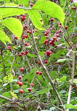 Fruits de la bryone