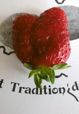 Fraise "ciflorette"