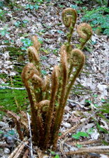Fausse fougère mâle (dryopteris affinis)