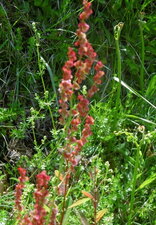 Oseille (rumex acetosa)