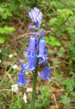 Jacinthe des bois