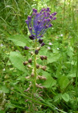 Muscari à toupet