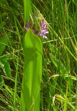 Orchis incarnat