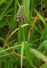 Muscari à toupet