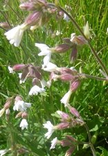 Compagnon blanc (silene latifolia alba)