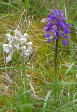 Orchis bouffon
