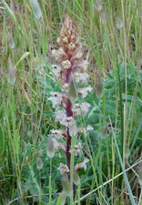 Orobanche améthyste