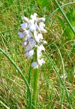 Orchis bouffon (anacamptis morio)