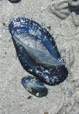 Velelle