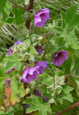 Mauve arborescente