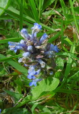 Bugle rampante