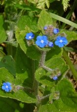 Buglosse toujours verte (pentaglottis sempervirens)