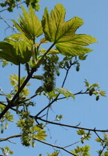 Erable plane fleuri