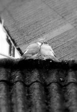 Pigeons des villes