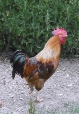 Coq "Gaulois doré"