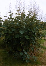 Macleya cordata