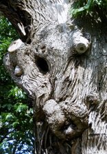 Une belle trogne de châtaignier
