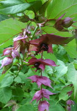 Arbre aux faisans (Leycesteria formosa)