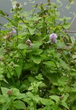 Menthe aquatique