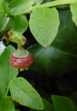 Myrtillier sauvage