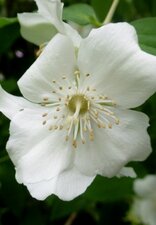 Fleur de seringa