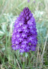 Orchidée pyramidale