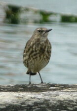 Pipit maritime