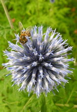 Boule azurée (Echinops sphaerocephalus)